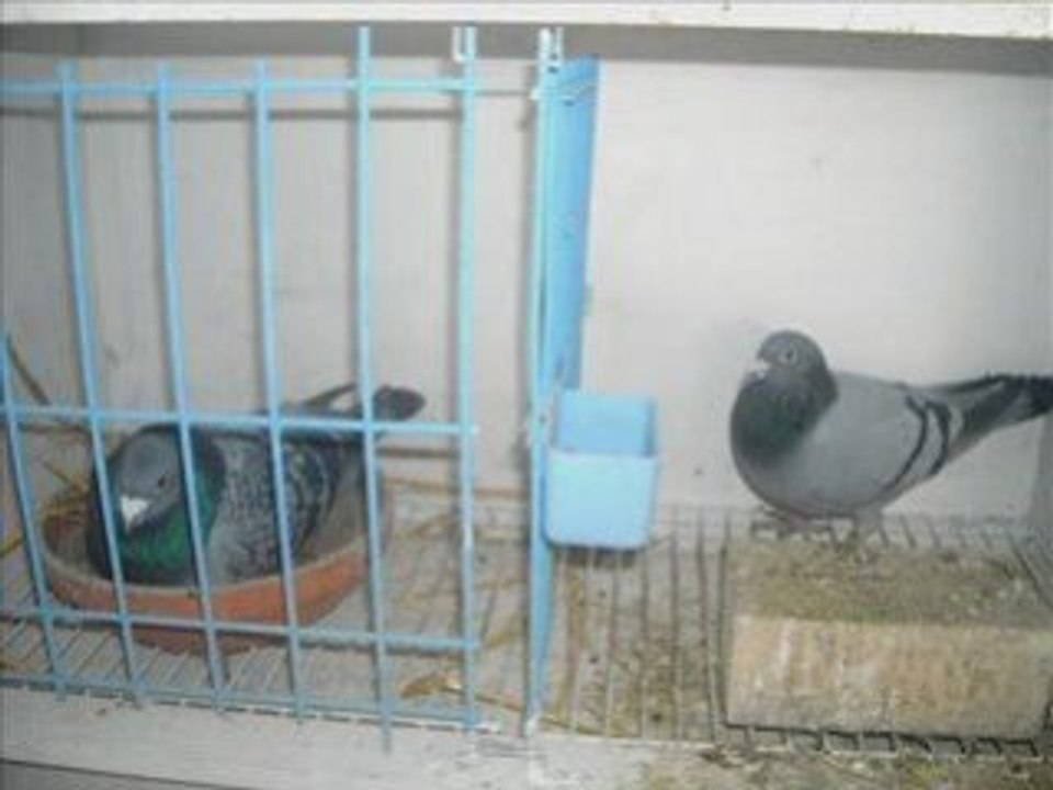 Photo de la colonie