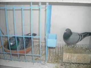 Photo de la colonie 🏞️