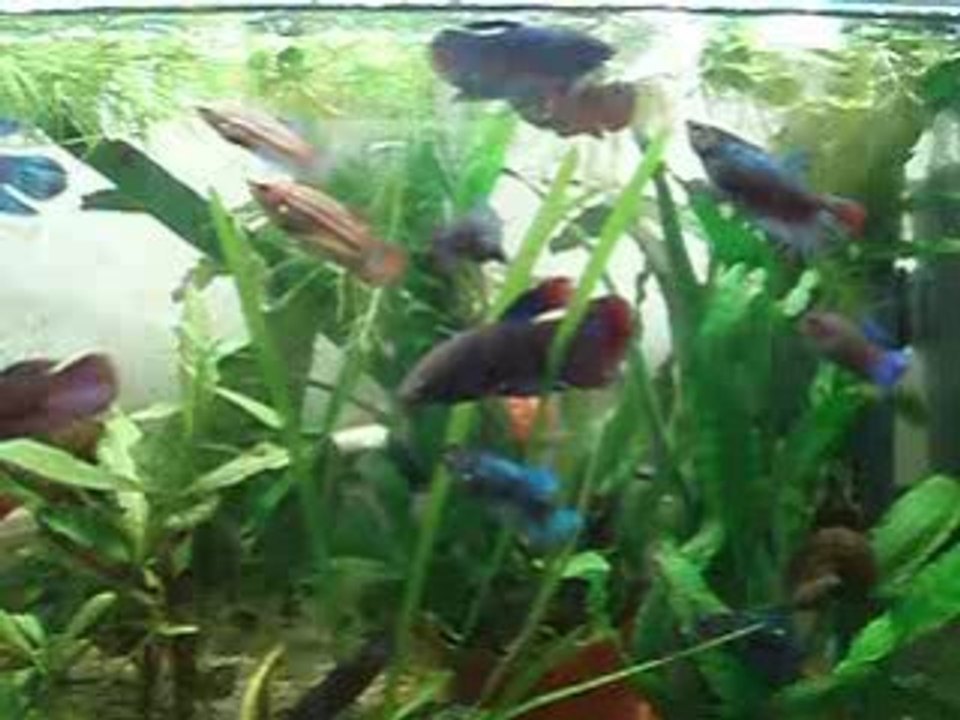 bettas femelles 3