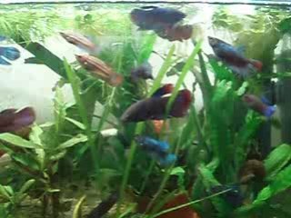 bettas femelles 3