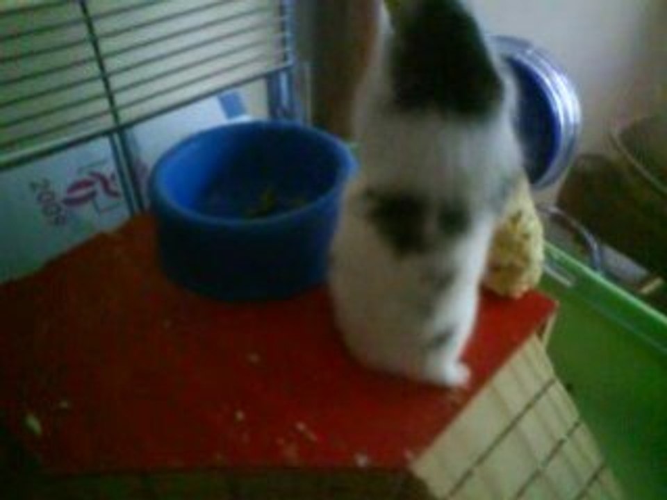 Hamster panda