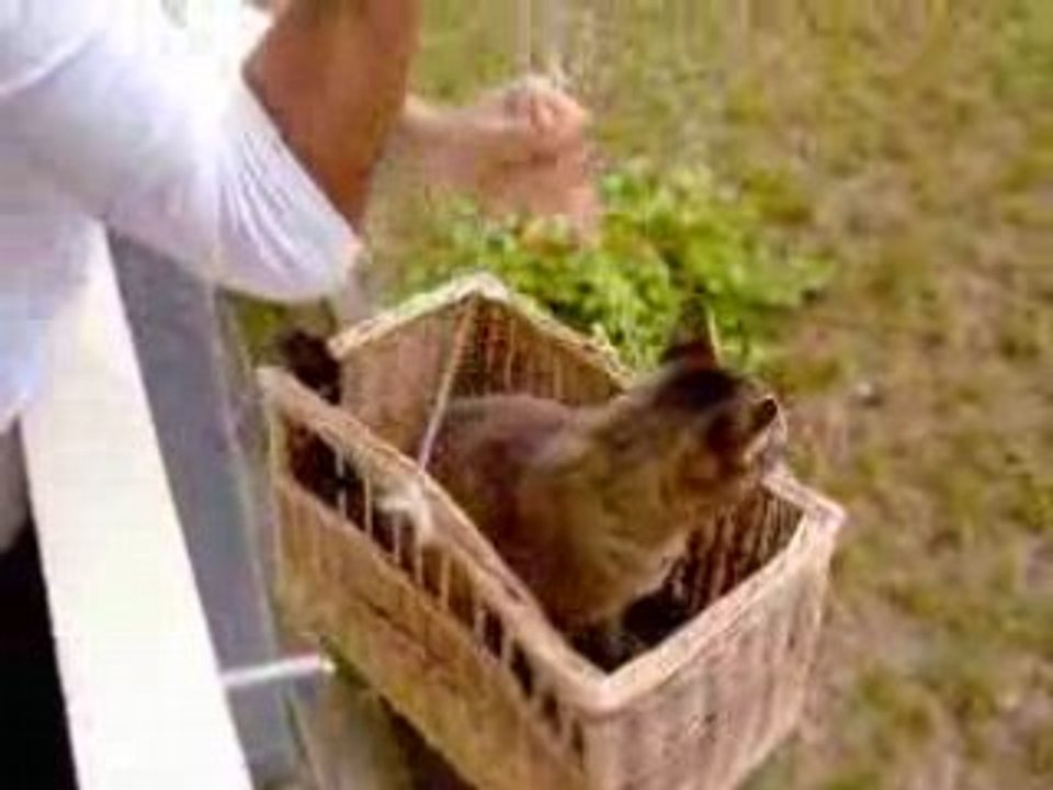 Comment monter son chat ?