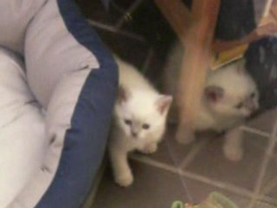 Les chatons font les fous