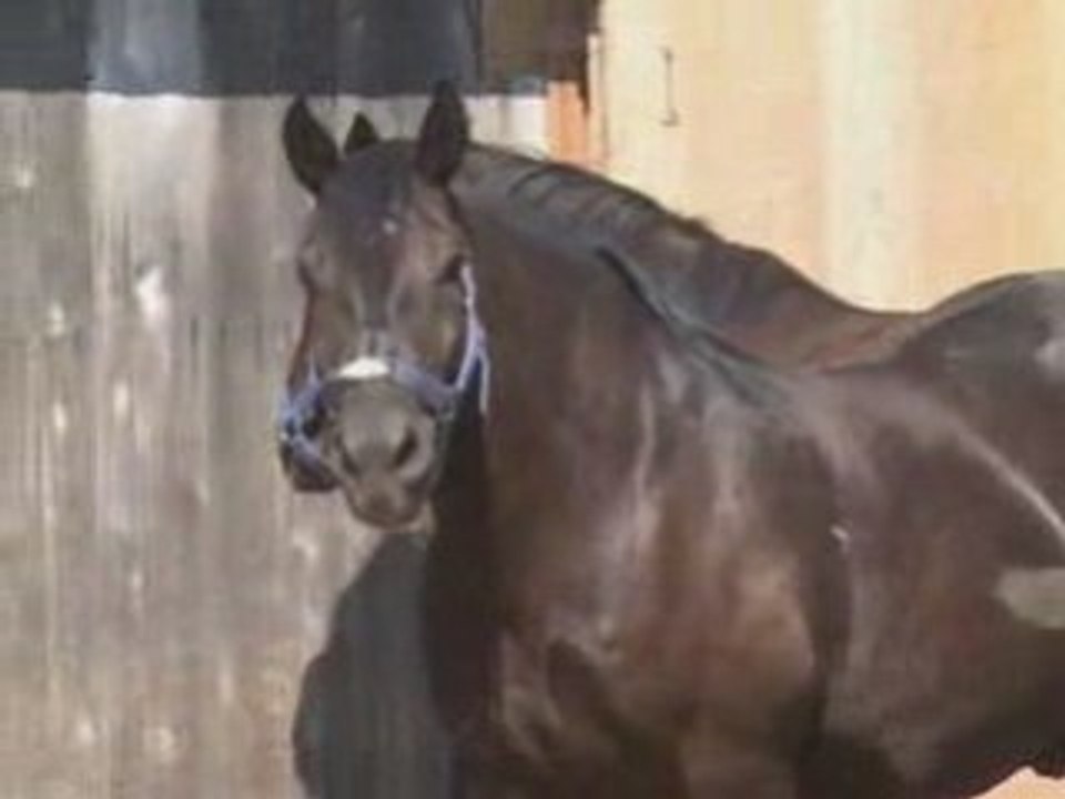 Fête des chevaux d'atellage de Sorel-Tracy