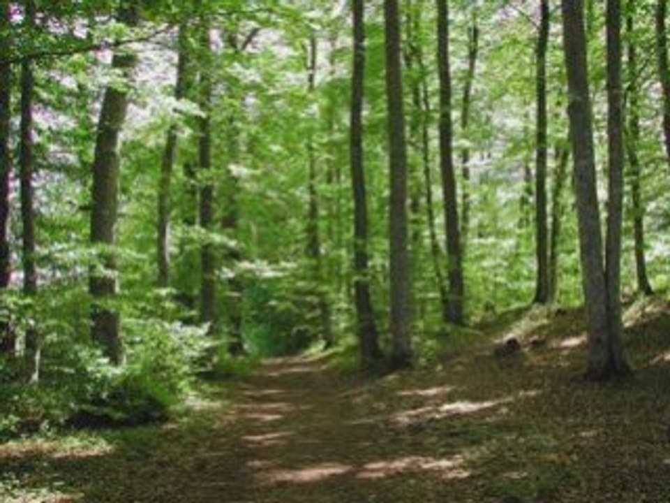123 nous irons aux bois