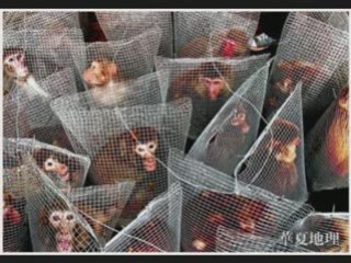 STOP A LA VIVISECTION
