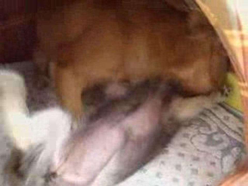 Baston Boubou & Cannelle