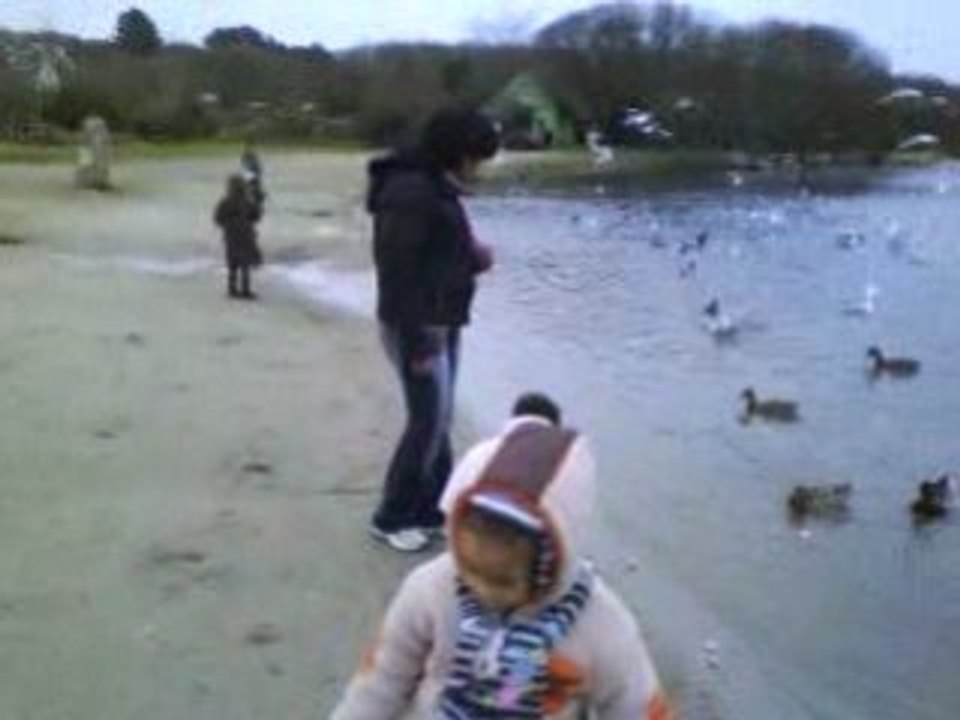 donner le pain aux canards