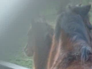 Mon Poulain en libértée 04