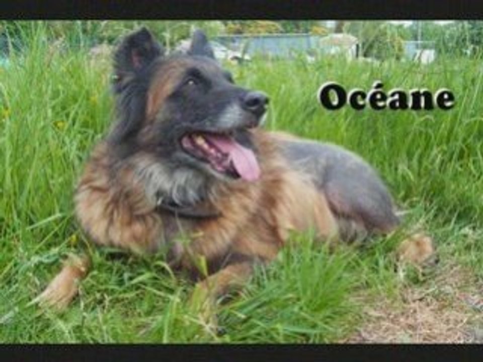 Chiens beauregard 18 01 09