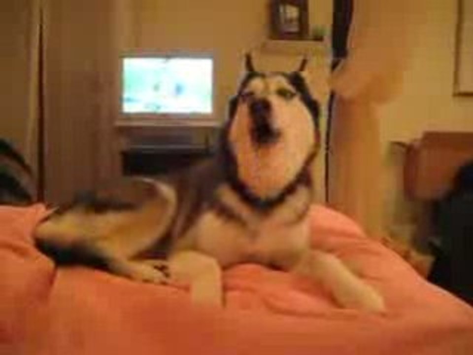 Talking Dog / Konuşan Köpek