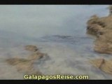 Galapagos islands cruise - sea turtles 03