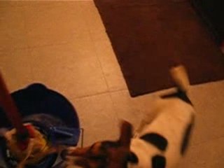 Daïa et la serpillère...