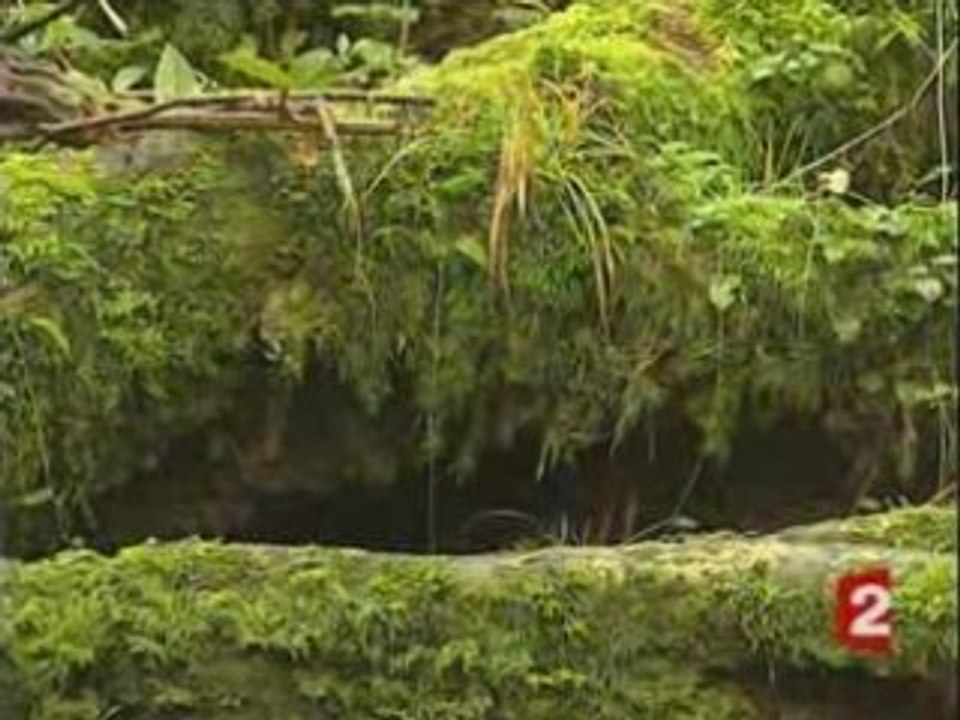 Loutre en Bretagne - GMB - JT France 2 04/02/07