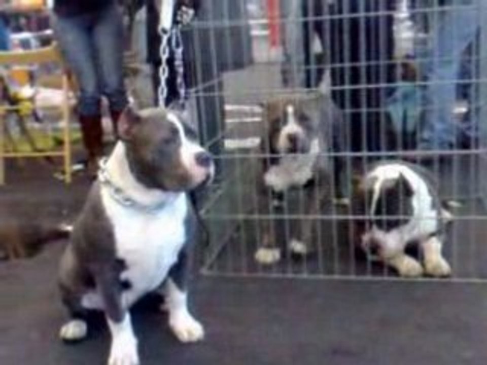 BIGBENBULLIES EXPO BORDEAUX