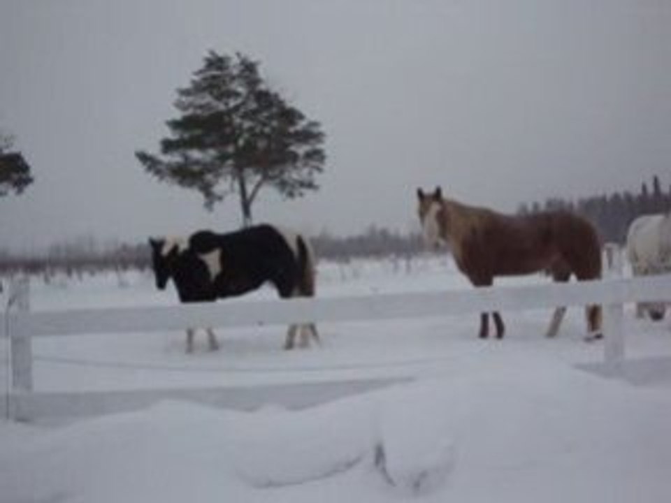 MOV01311
