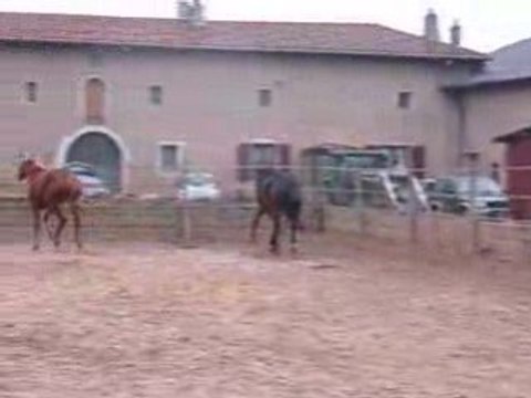 regates et soho en libertés