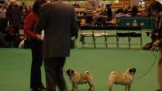 Pug Judgement at CRUFTS 2008 with Pet Hunting