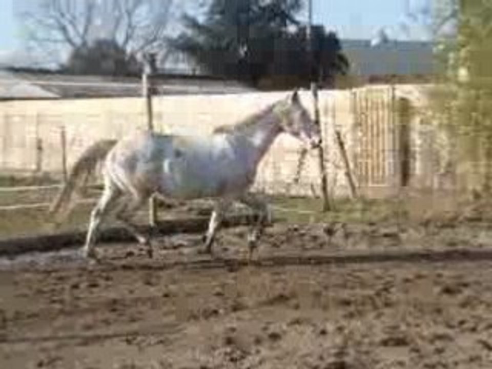 giralda trot