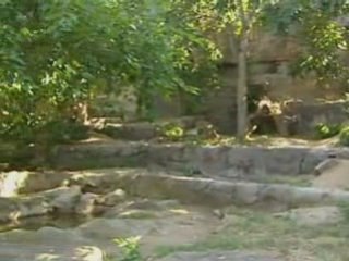 Australia's oldest bear celebrates birthday