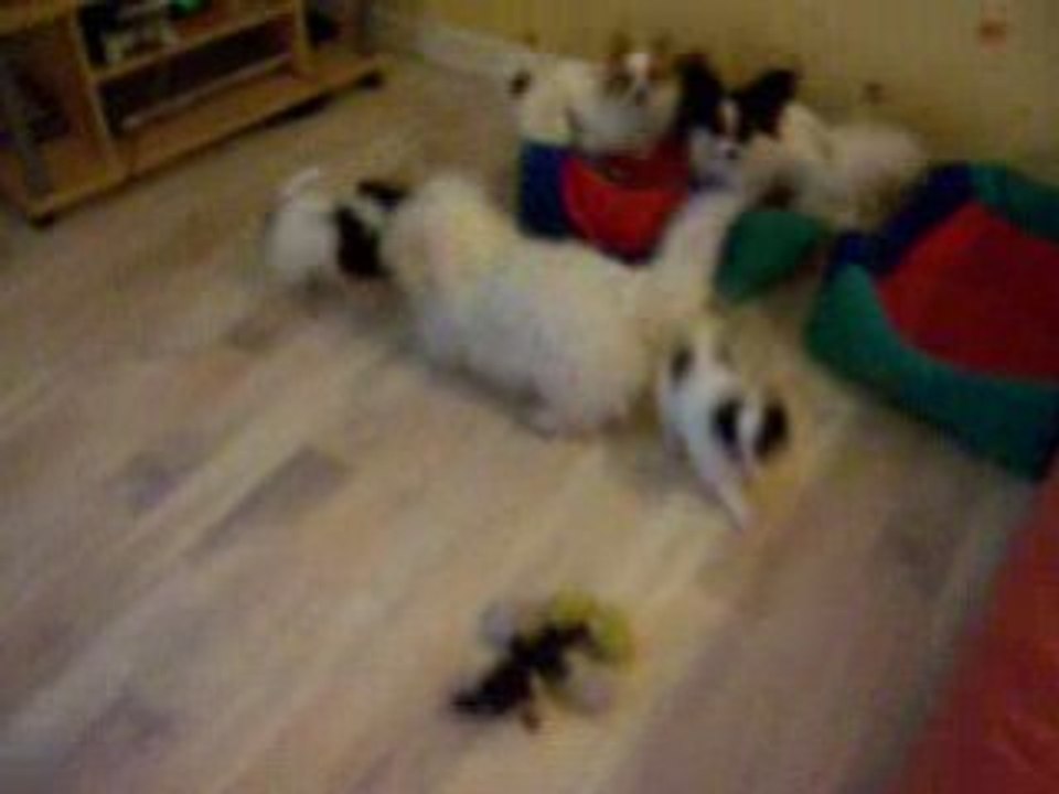 Les chiots Papillon.