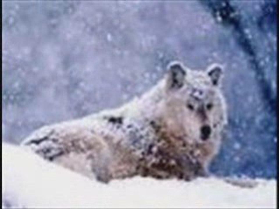 Aimer les loups_0001