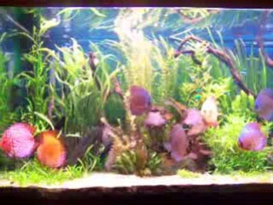 Discus..
