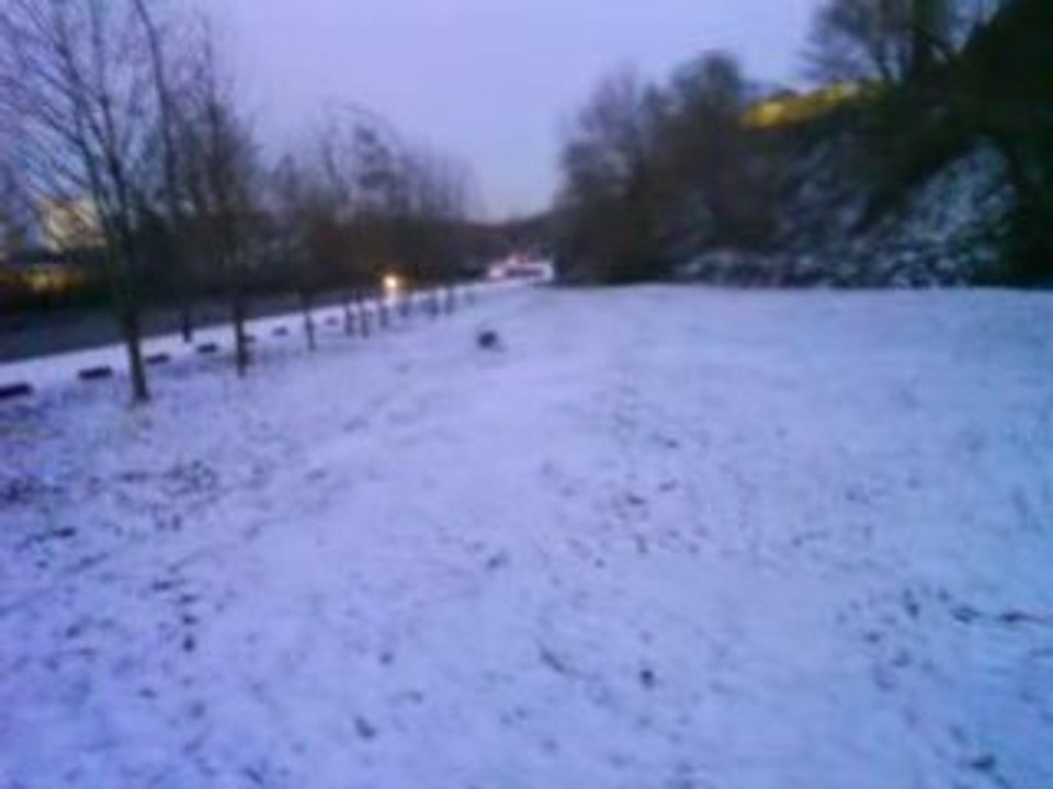 bouledogue francais caza 3