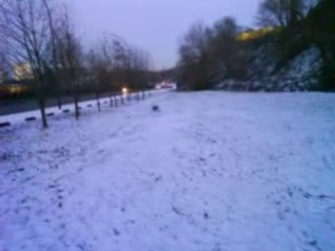 bouledogue francais caza 3