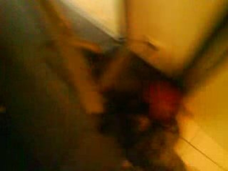 bouledogue francais caza 4