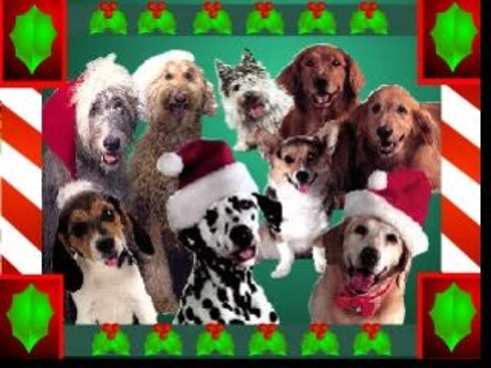 Chiens Qui Chante Noel