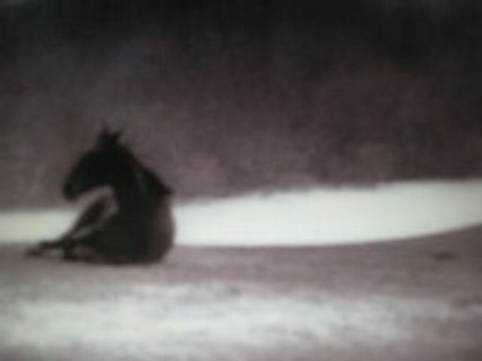 Horse - Andrei Tarkovsky