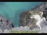 Darwins Galapagos Islands video 22