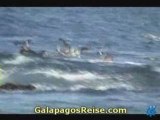 Darwins Galapagos Islands video 11