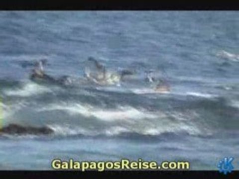 Darwins Galapagos Islands video 11