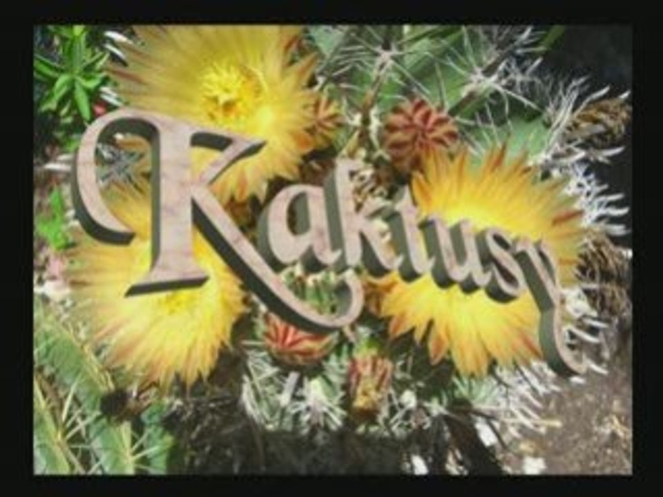 Kaktusy