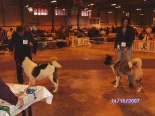 Ausserhalb's LUIS AKITA AMERICAIN