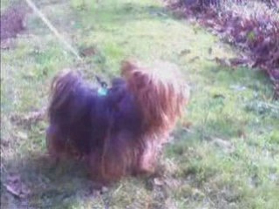 Mein kleiner Hund Poldy