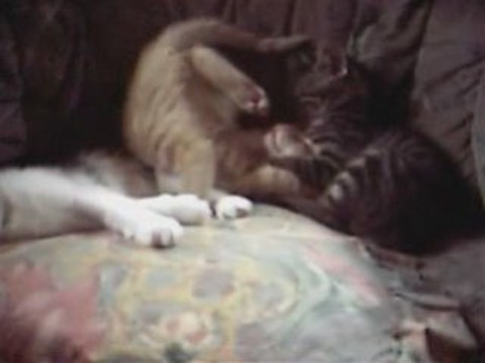 Geschwisterliebe unter Katzen