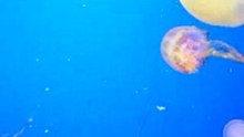 Jellyfish-underwater-world-sentosa