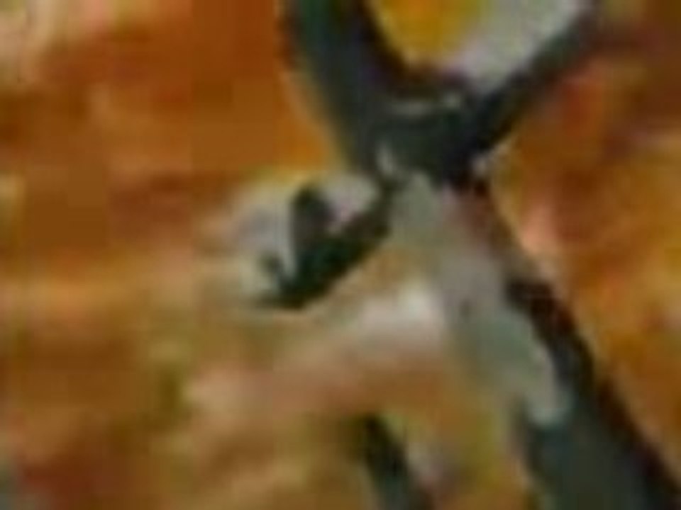 God Dethroned - Under the Golden Wings of Death