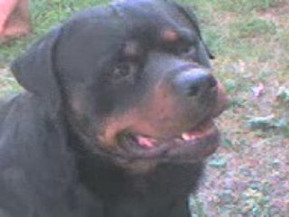 Mon rottweiler