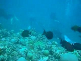 Explo des fonds mauriciens