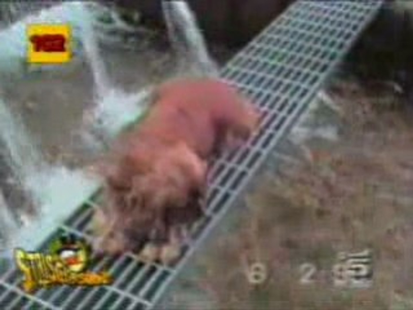 Funny kids & animals