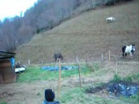 l'arrivée fracassante des poneys