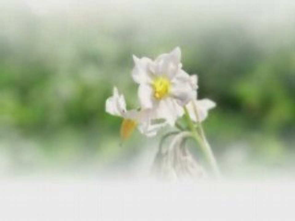 風笛