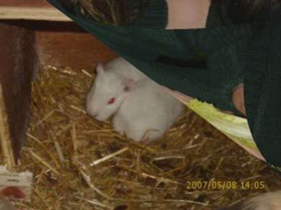 La naissance de mes petit chons x3