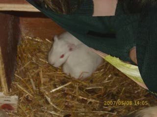 La naissance de mes petit chons x3