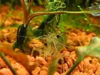 bitkili canlı doğuran+ karides