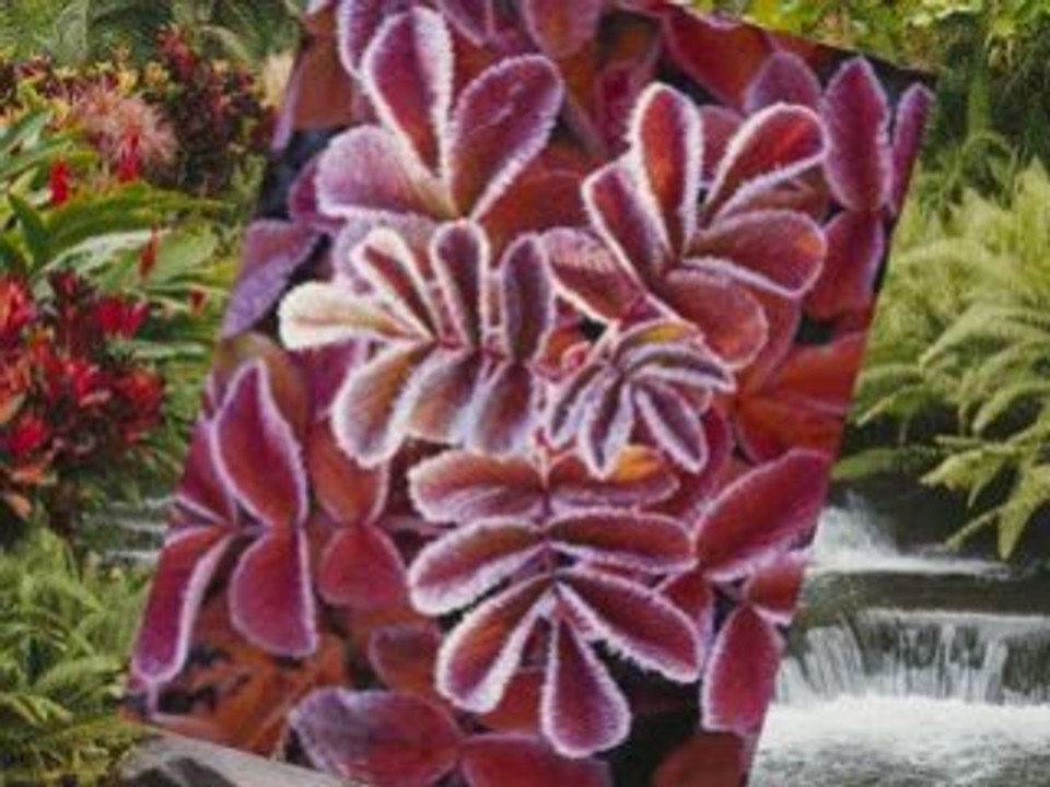 La nature